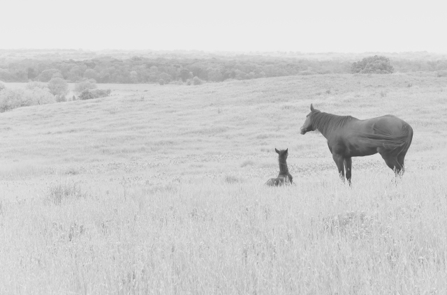 Mommy and Foal 1